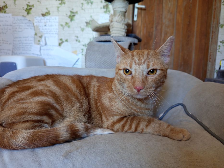 Grzeczny Tituś do adopcji