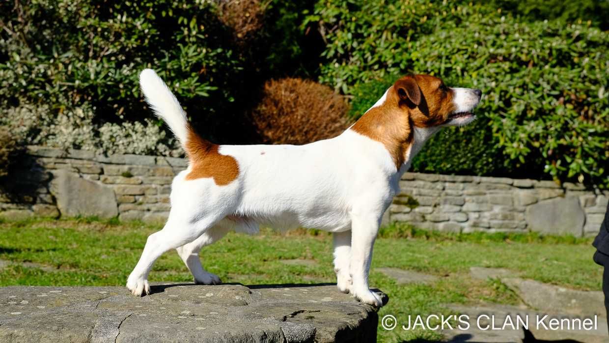 Gładkowłosa suczka Jack Russell Terrier