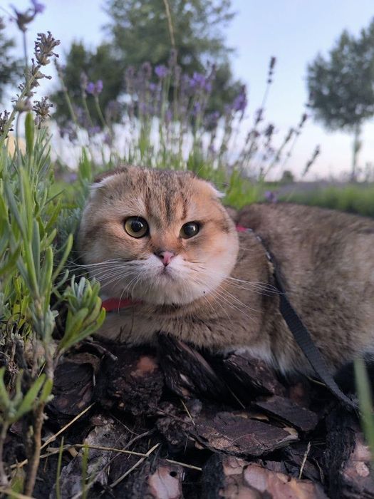Вязка котик шотландський чорне тіковане золото  ny25