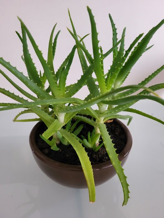 Aloes 4 sadzonki