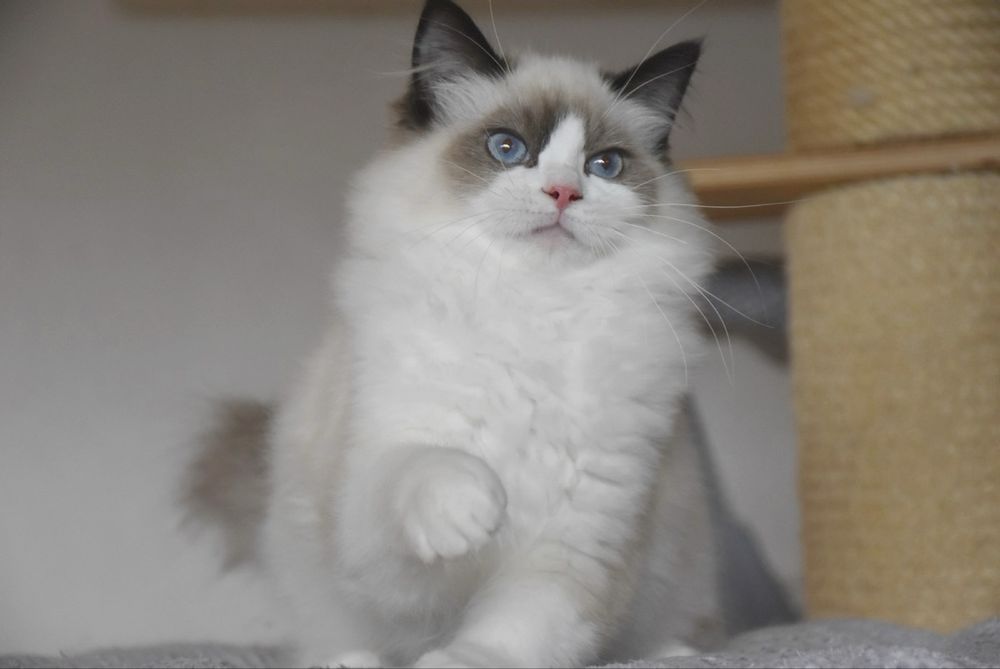 Kocurek Ragdoll z rodowodem - Winston, gotowy do odbioru