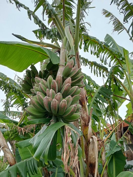 Bananeira vários tamanhos