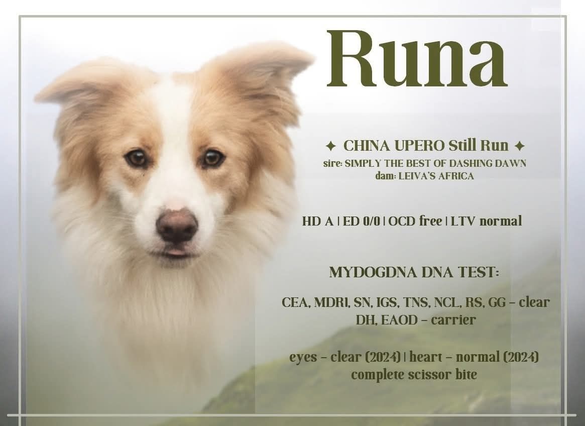 Border Collie niebieska idealna suczka blue w typie SHOW ZKwP FCI