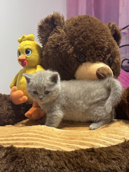 Kot brytyjski Brytyjskie kocurek brytyjczyk z Rodowdem i Chipem