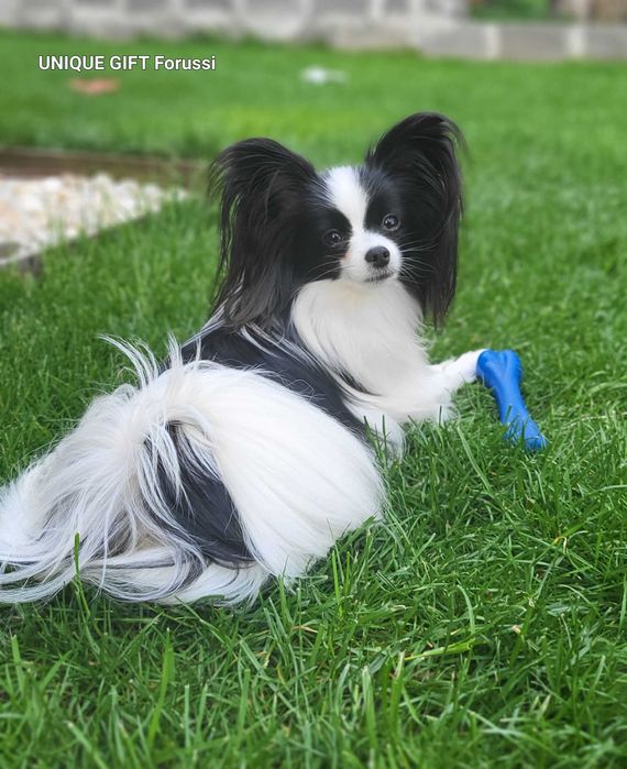 Spaniel Kontynentalny Miniaturowy Papillon ZKwP/ FCI
