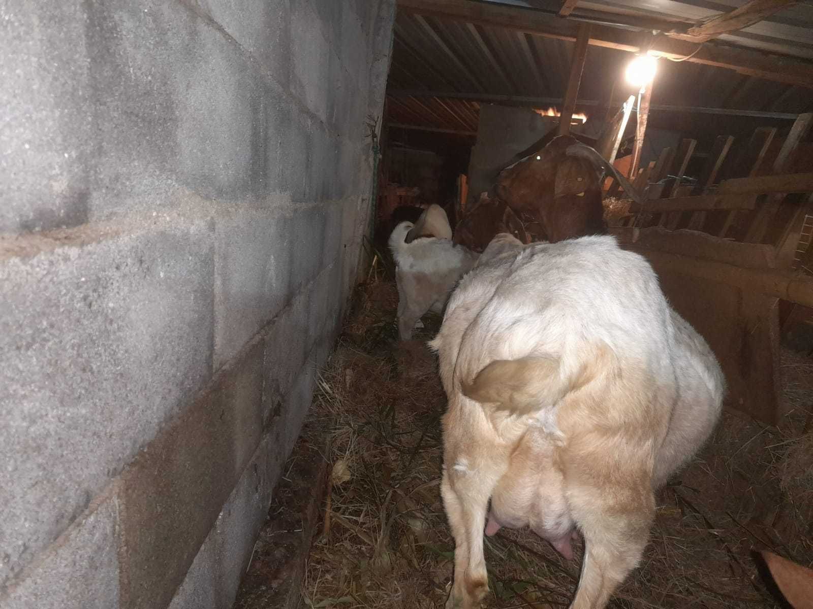 Cabras Boer Puras machos e femeas Viana do Castelo