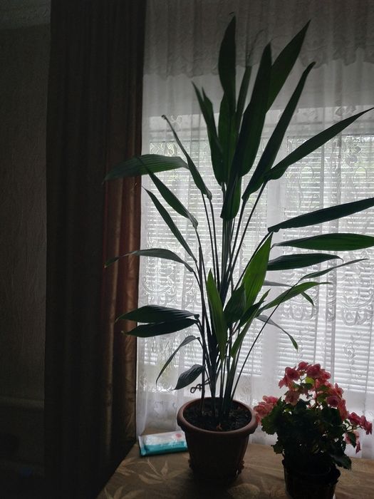 Кімнатна рослина Сіліція