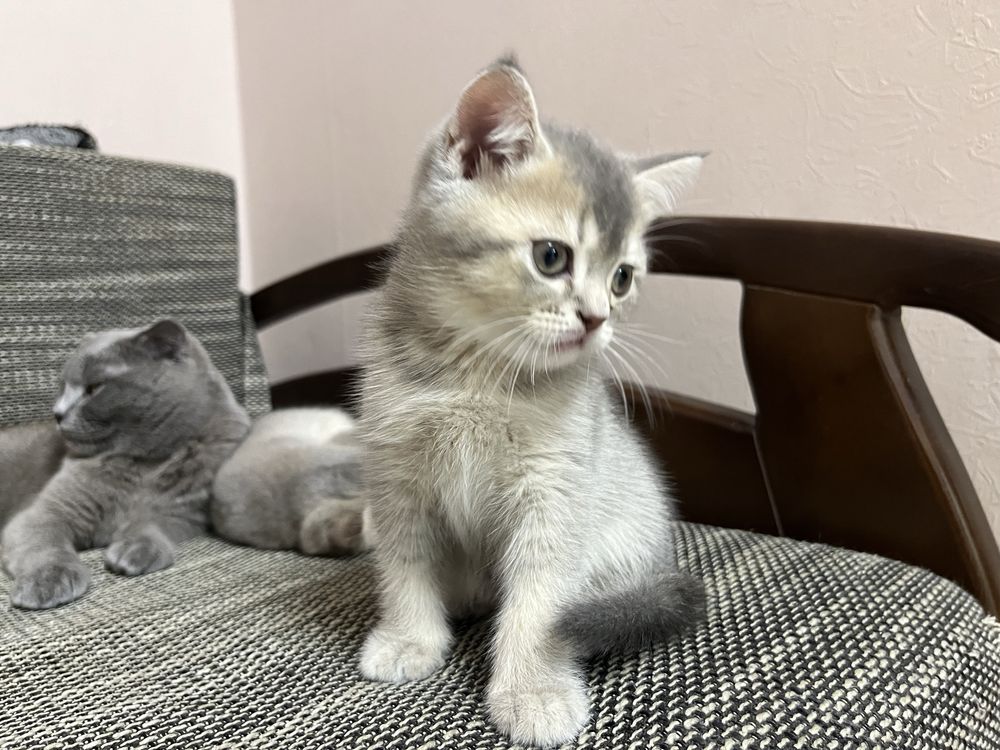 Шотландские прямоухие котята