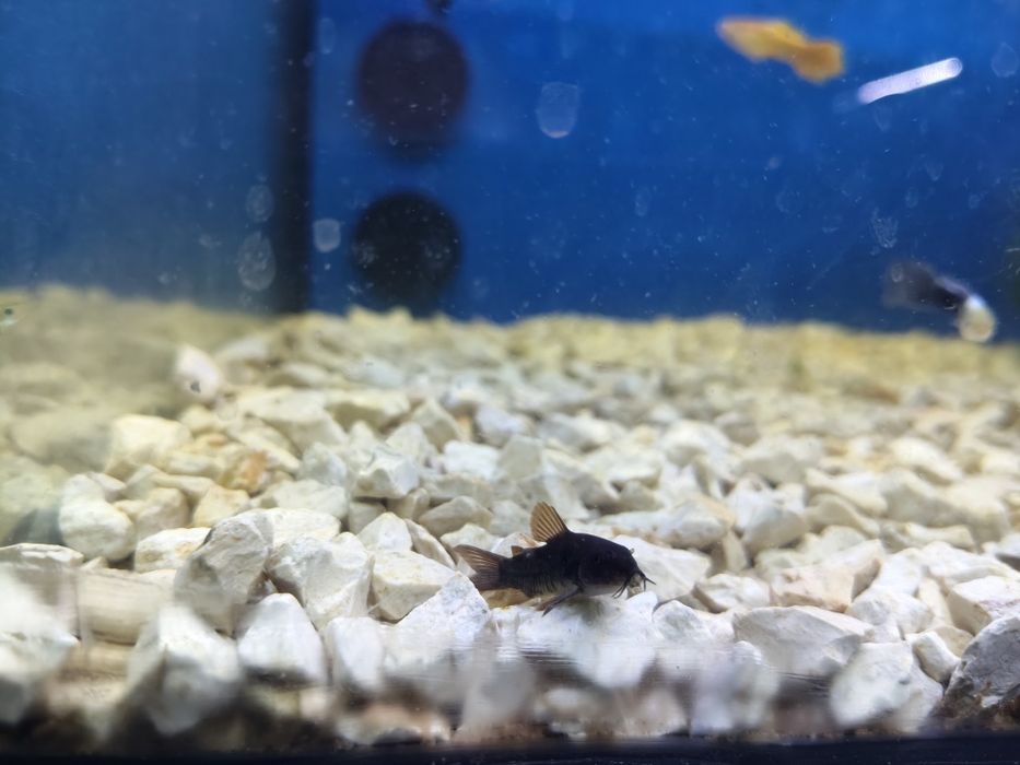 Coridora black Venezuela