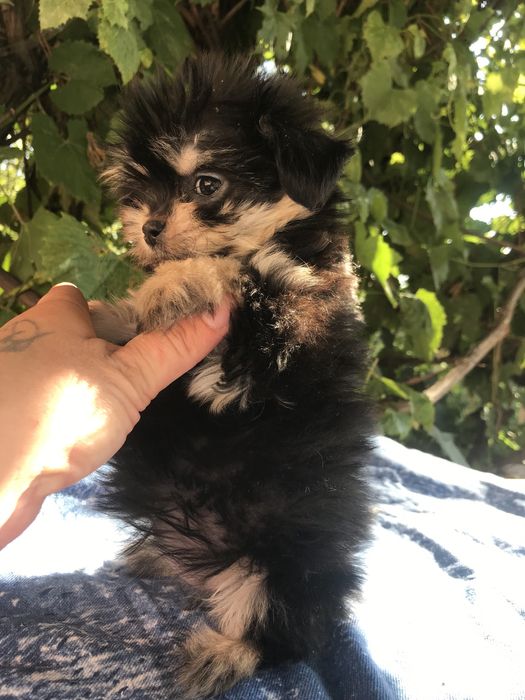 Йоркширский терьер+Пудель