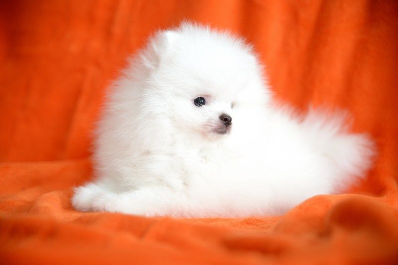 Pomeranian chłopak jasny krem