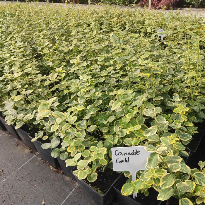 Trzmielina Fortunea , Euonymus fortunei sadzonka w pojemniku 1,5litra