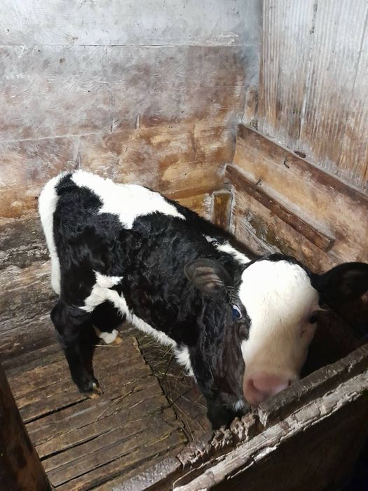 Молода теличка для тримання#теличка#корова#верховина#косів#корівка