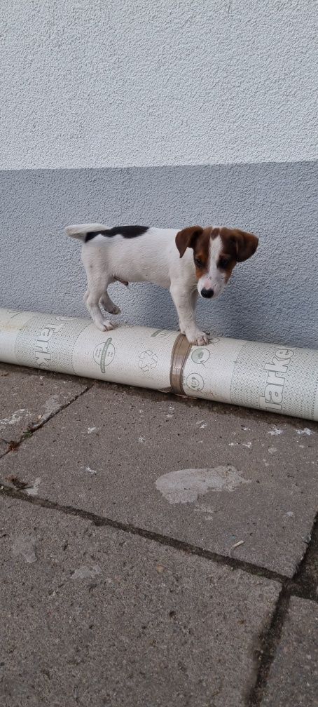 Piesek Jack Russell tricolor