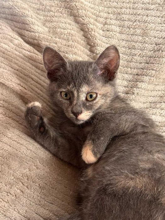 Шість кошенят усім по 2 місяці (котенок)