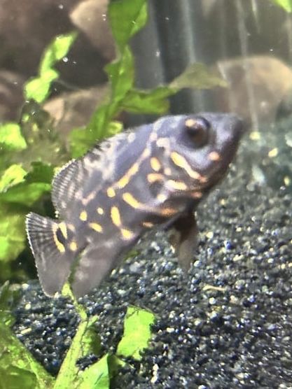 Oscares bebes entre 10 centimetros