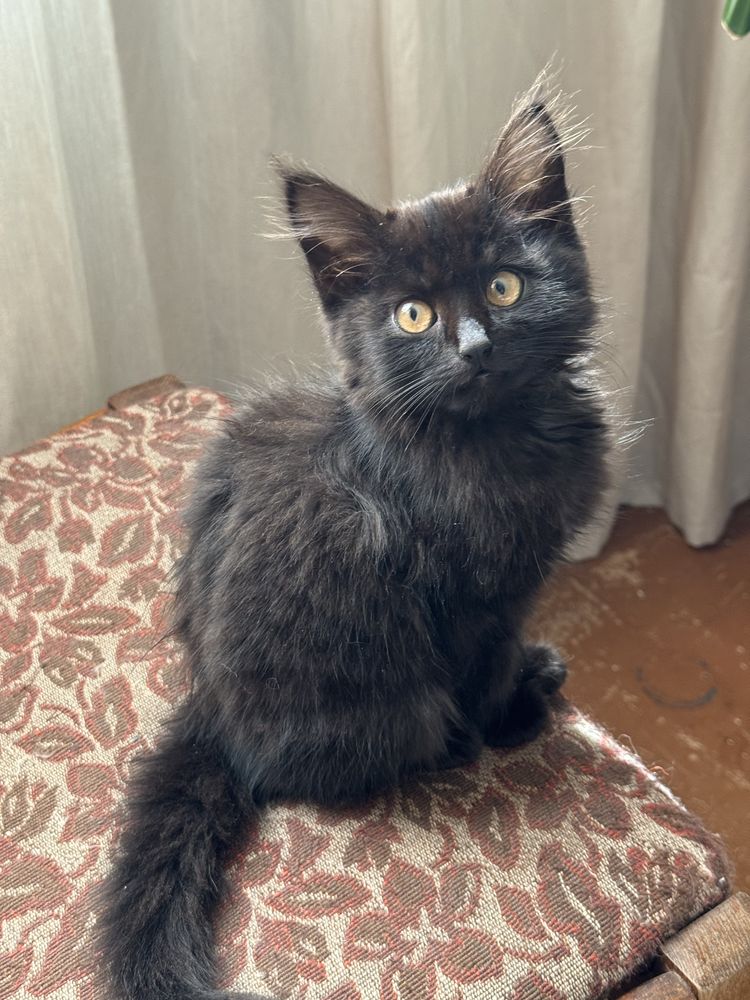 Активний котик в пошуках родини