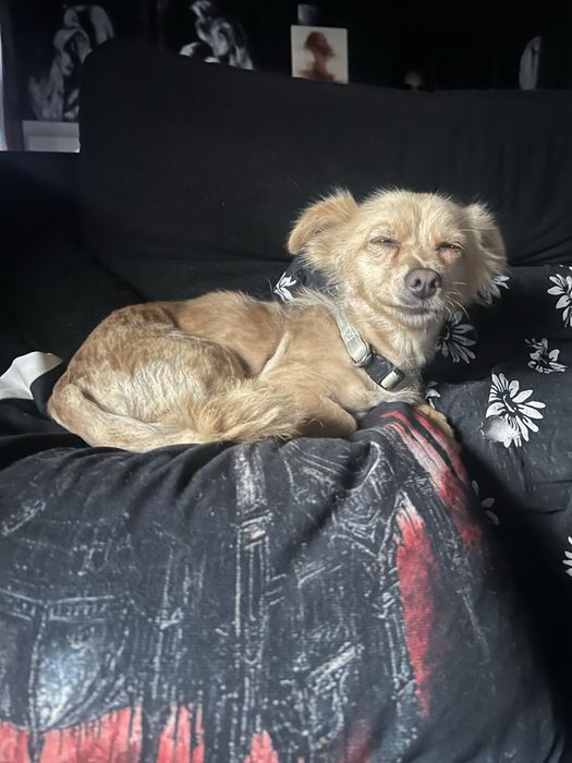 Siri ma 1,5 roku i 2,5 kg w typie chihuahua