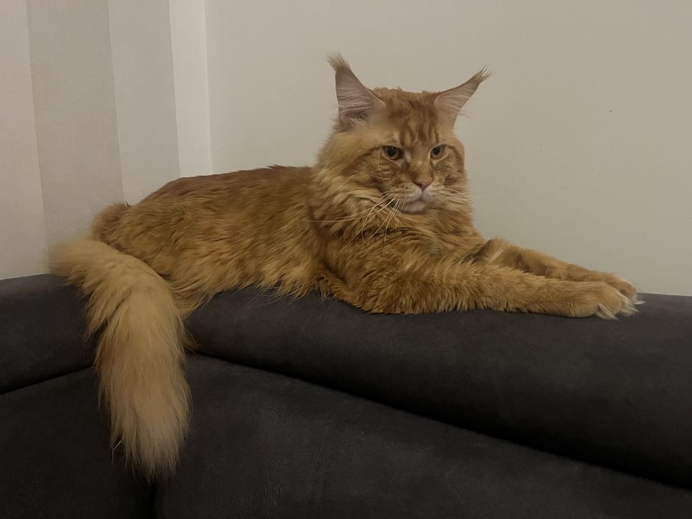 Kociaki Maine Coon