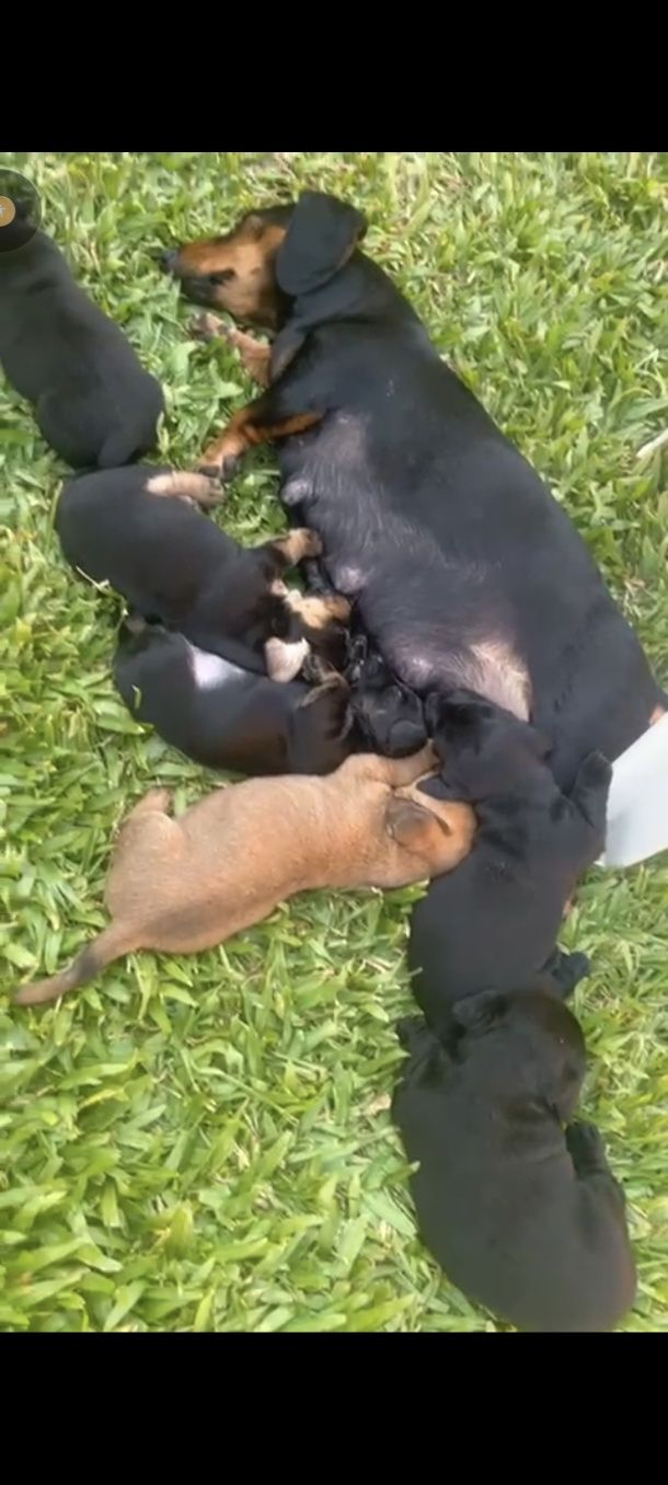 Pinscher com Teckel