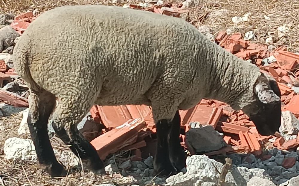Borregas suffolk e texel