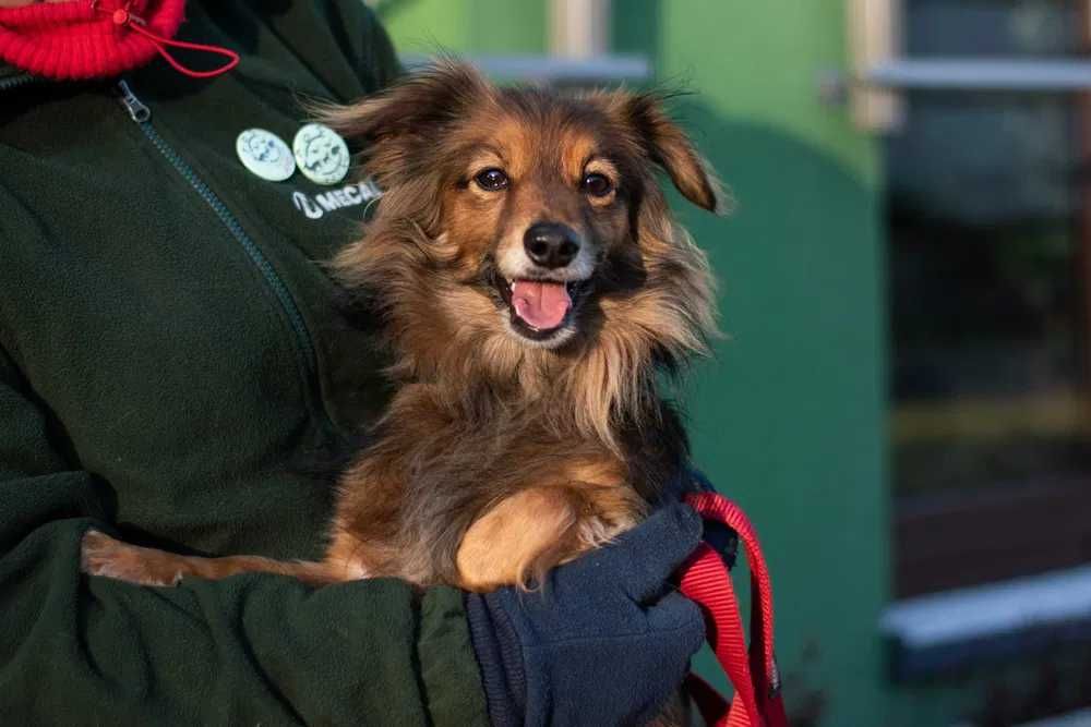 Kubuś szuka odpowiedzialnego domu z doświadczeniem