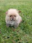 Lulu da Pomerânia miniatura