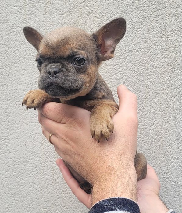 Bulldog exótico macho