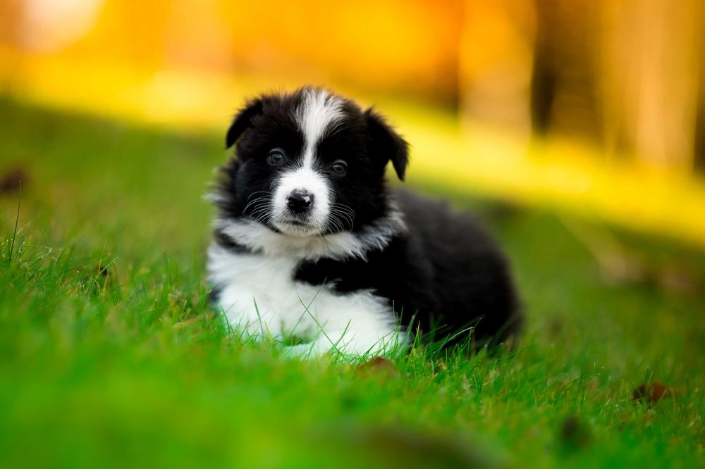 suczka Border Collie czarno biała - badania genetyczne