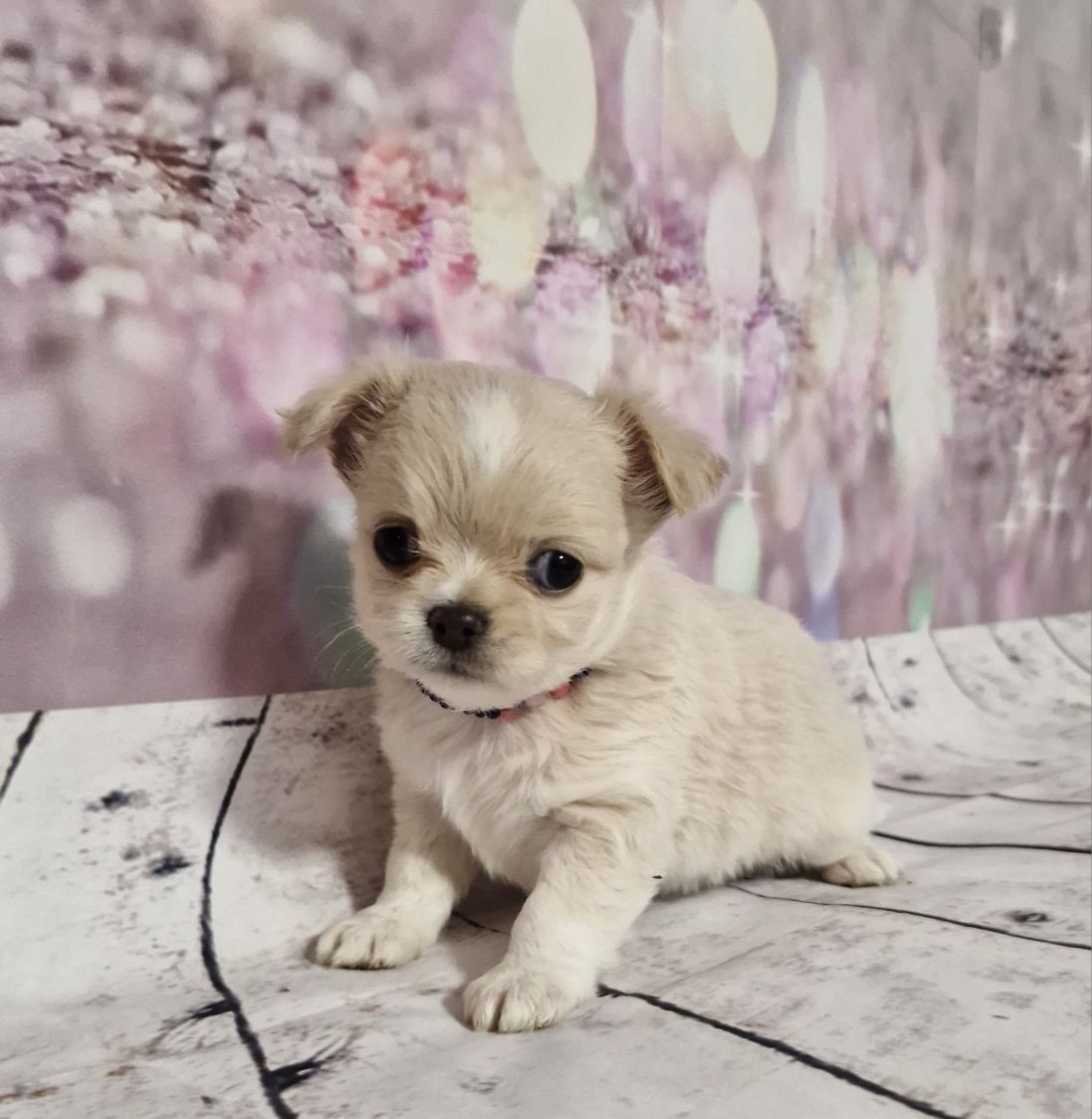SONIC Chihuahua Długowłosy ZKwP FCI