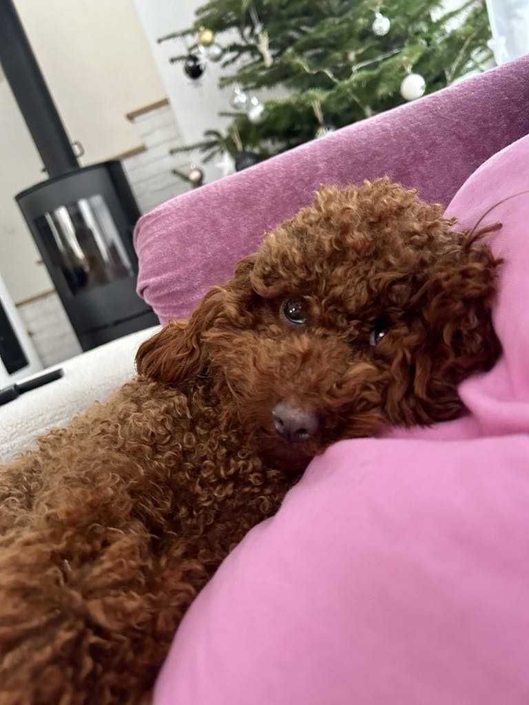 Pudel Toy Red brown - wyjątkowy chłopak