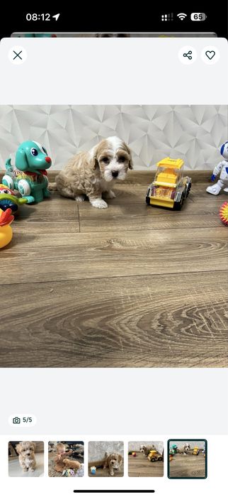 ‼️Ваша мрія_Мальтипу _мальтіпу‼️