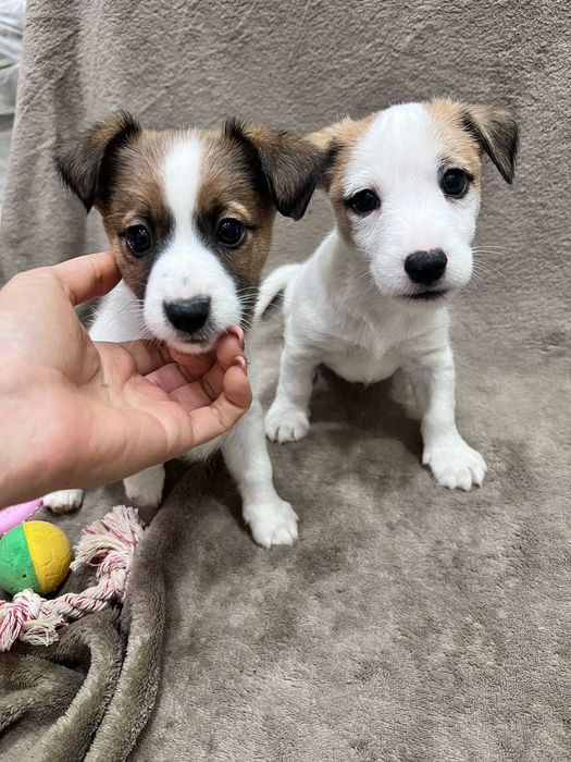 Щенки Джек-рассела терьера, 2 мальчика и 1 девочка