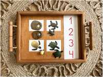 Tartaruga - Ciclo de Vida - Montessori