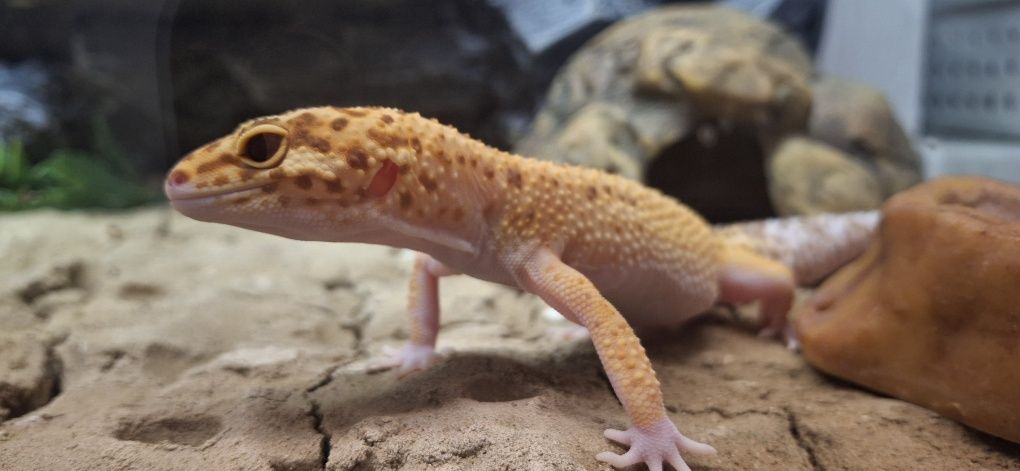 TERRARIUM + Gekon Lamparci + wyposażenie
