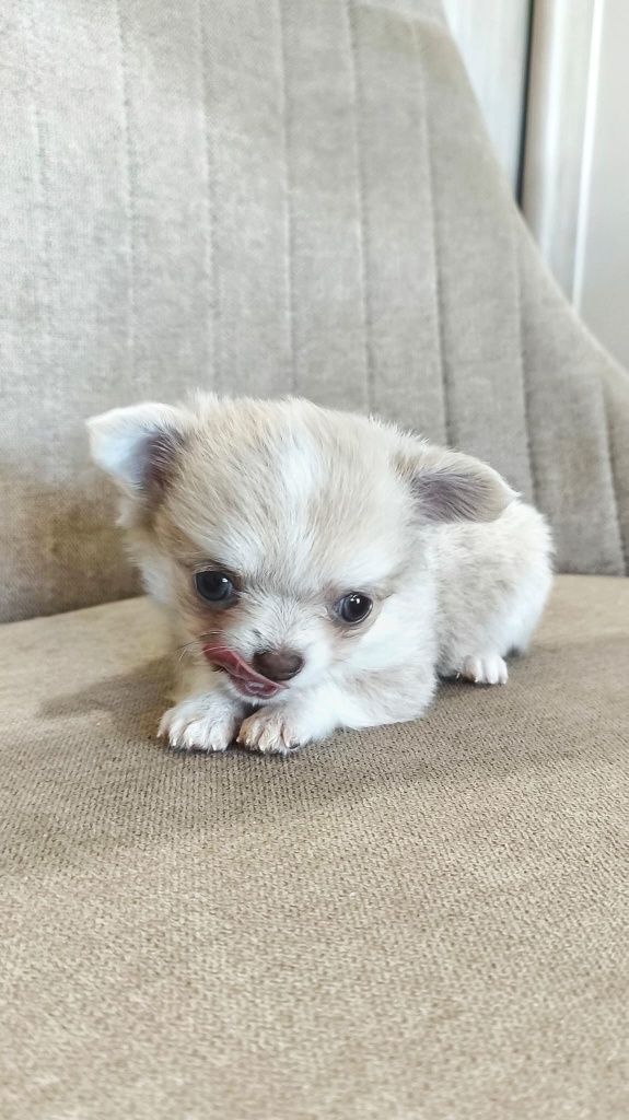 Zarezerwowana dziewczynka długowłosa Chihuahua ZKwP z wada zgryzu o ni