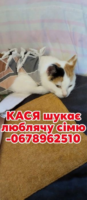 Стерилізована киця в добрі руки