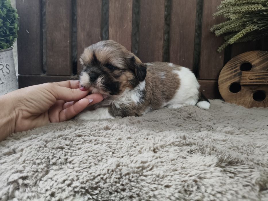 Shih Tzu machinho