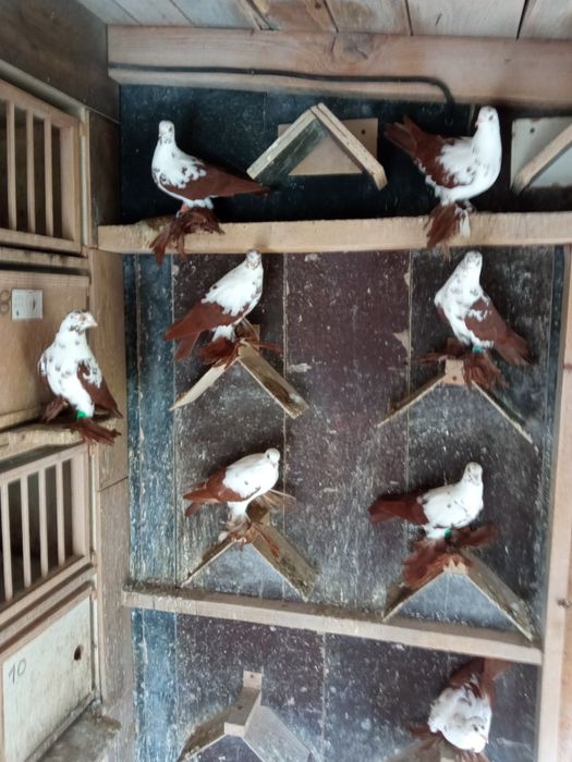 Gołebie widyny - 9 sztuk