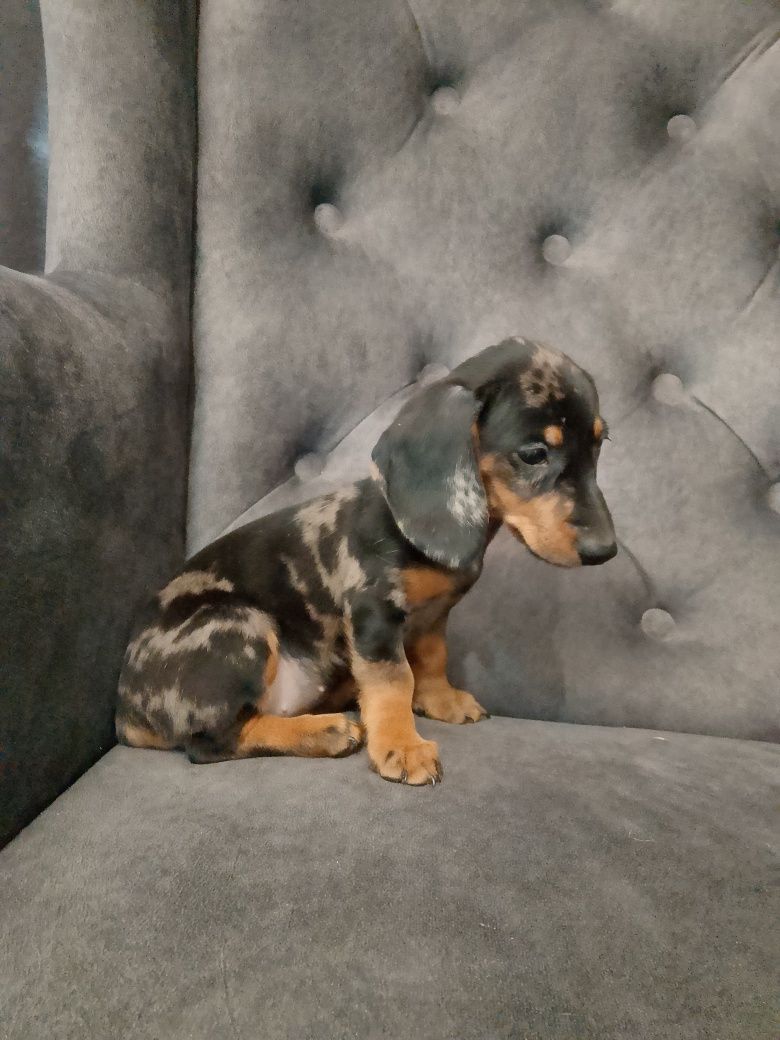 Jamnik blue merle suczka