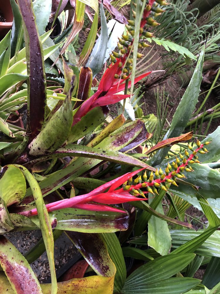 Bromelias variadas ……………