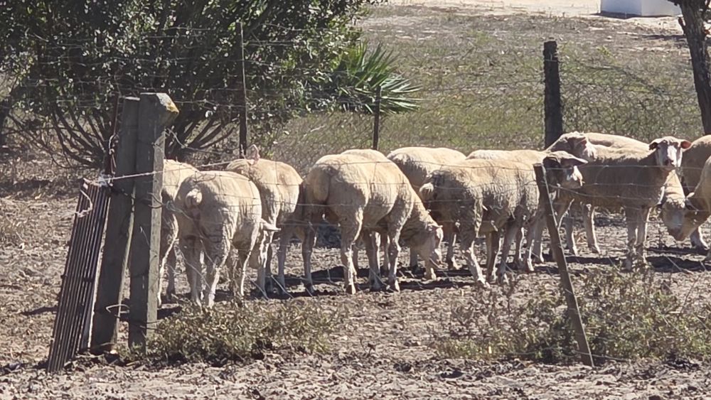 Ovelhas raça Île-de-France