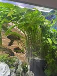 Roslina akwariowa kryptokoryna