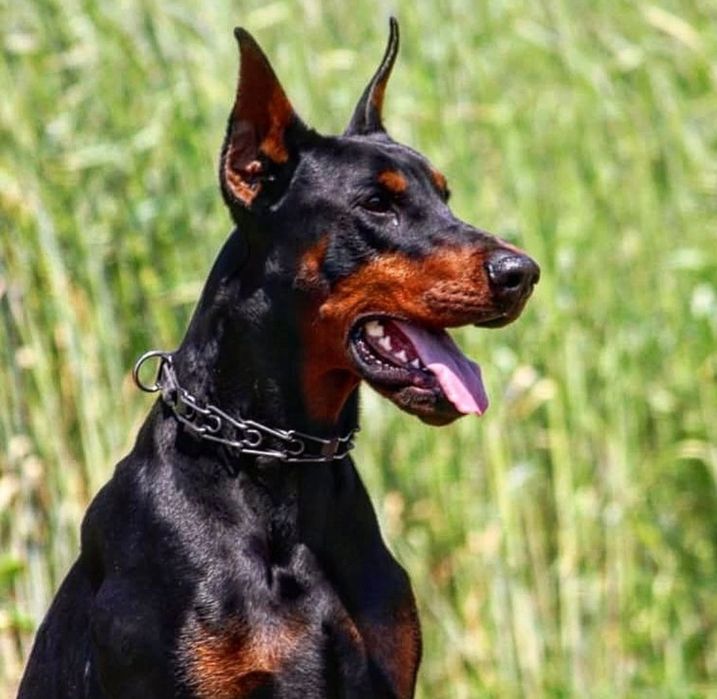Dobermann cachorro