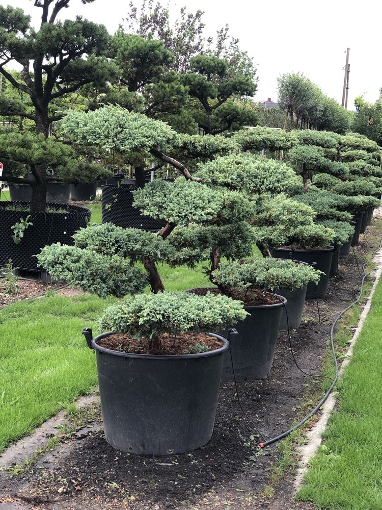 Bonsai drzewa formowane duże sosna jałowiec cis BONSAI PARK