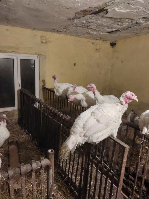 Indyki z wolnego wybiegu