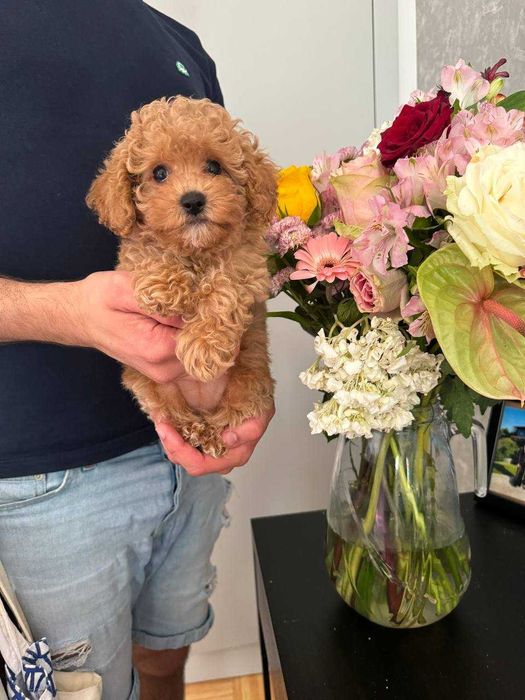 (!) Caniche Toy Mini Menino Disponível