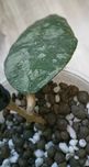 Hoya caudata gold