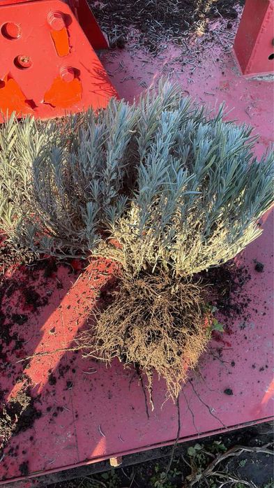 Продам! Лаванду сорт Королівська