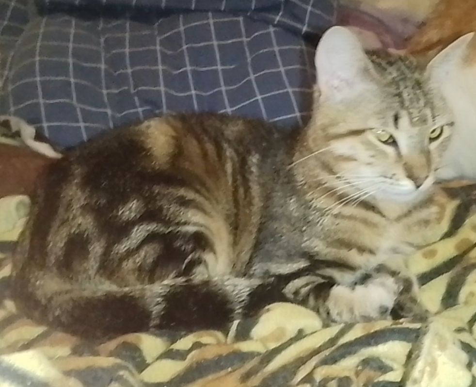 Котика отдам даром хорошим людям